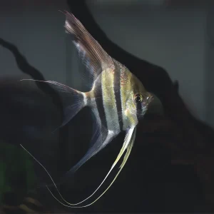Scalar Altum Orinoco | Pterophyllum scalare 4-5 cm
