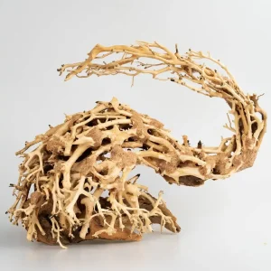 Strideways Dragón Bonsái S