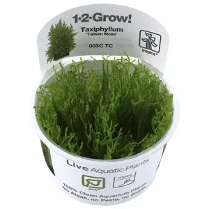 Taxiphyllum Alternans Taiwan Moss
